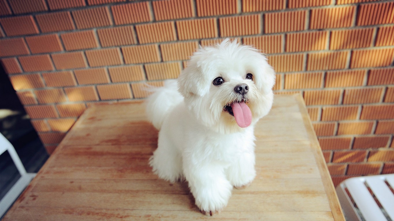 Remember Your Loved Ones (of All Species!) in Your Estate Planning